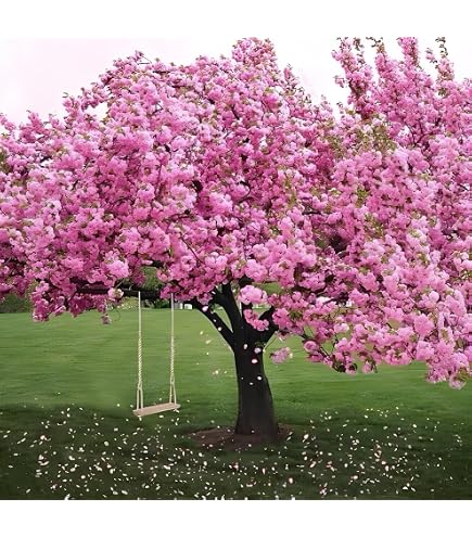 VasuWorld Japanese Sakura Cherry Blossom Flower Tree-Plant Seeds